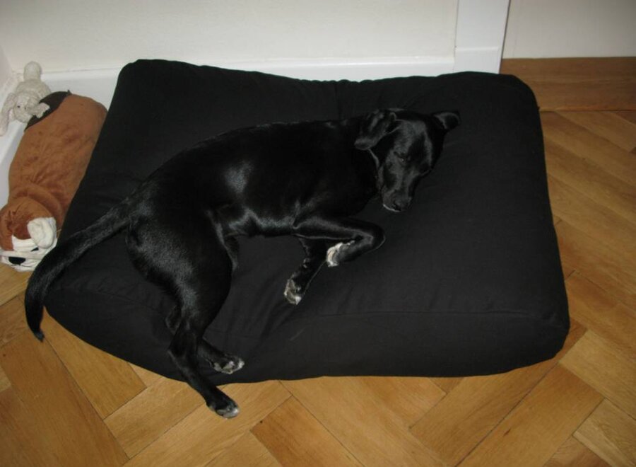 Dog bed black superlarge