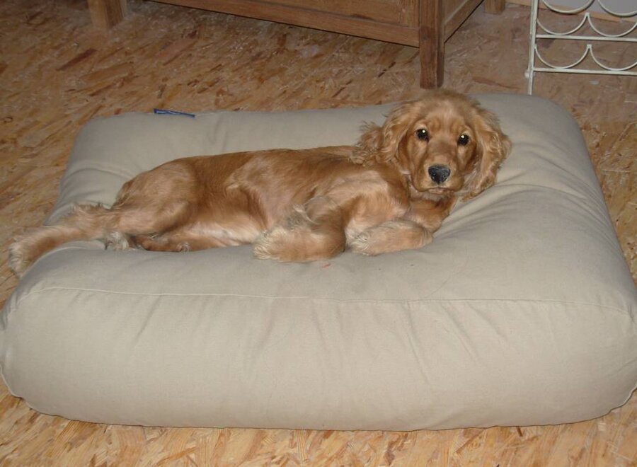 Dog bed beige medium