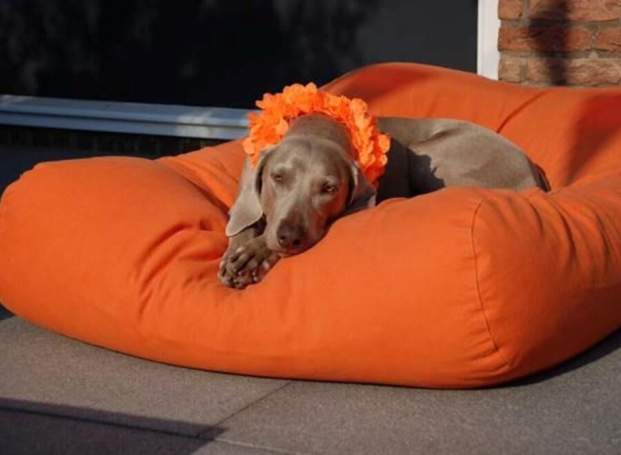 Dog bed orange extra small