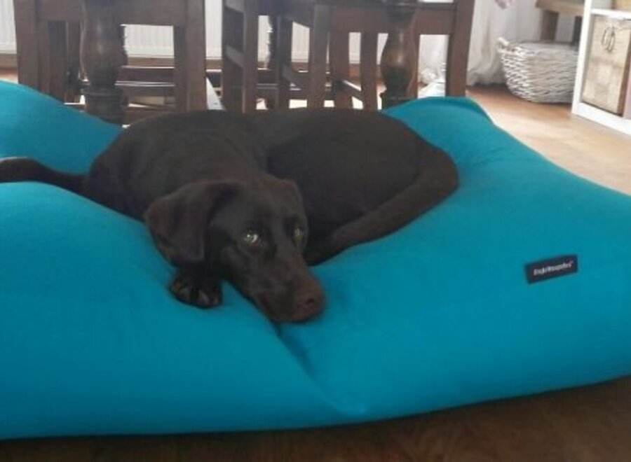 Dog bed aqua blue large