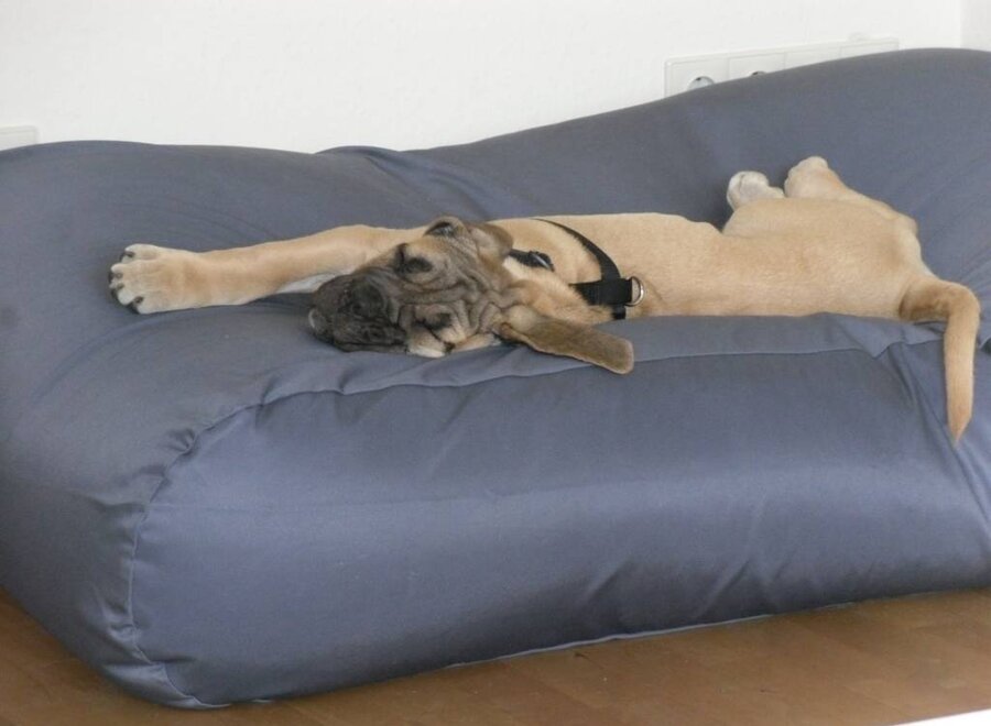 Lit pour chien gris acier (coating) small