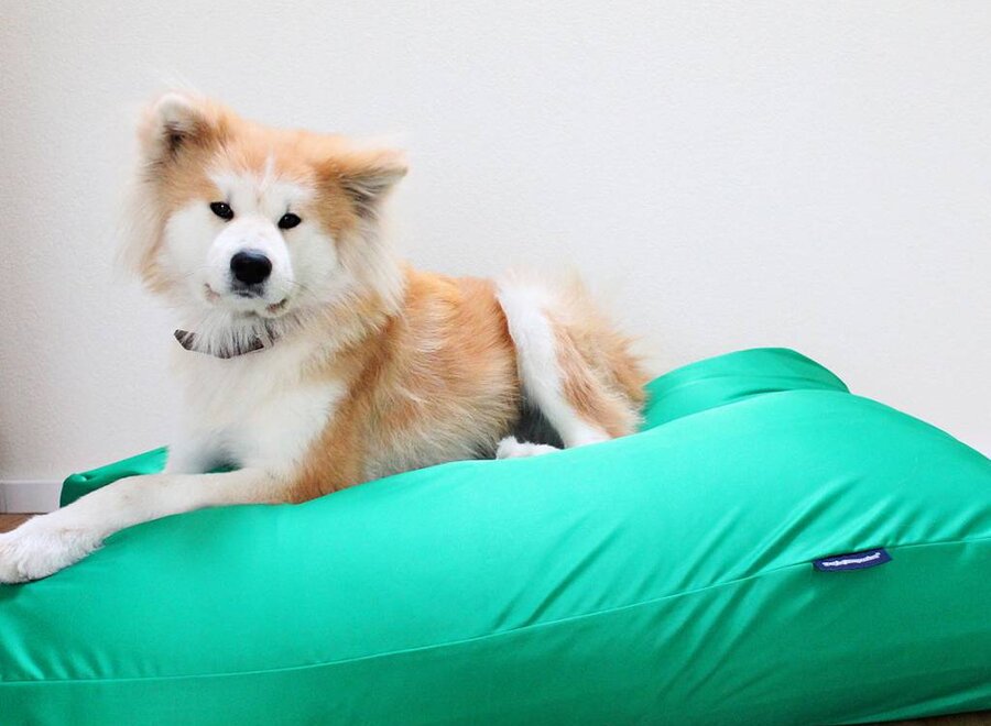 Dog bed spring green coating extra small