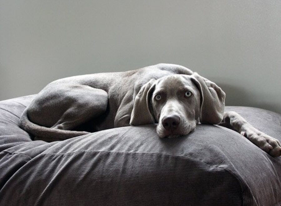 Dog bed mouse grey corduroy extra small