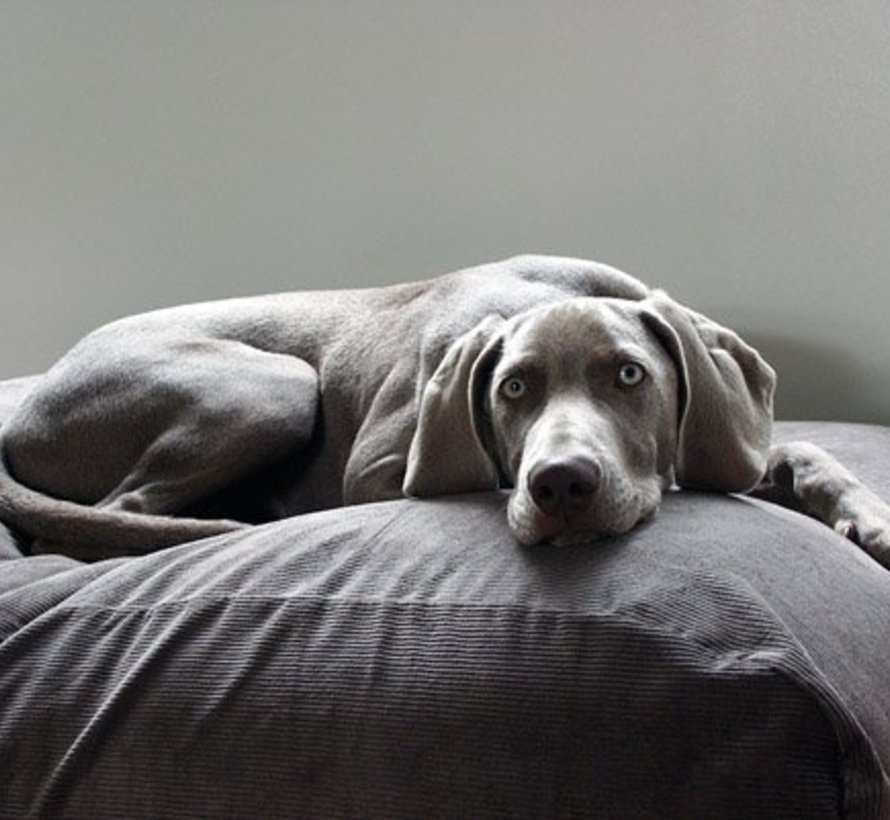 small grey dog bed