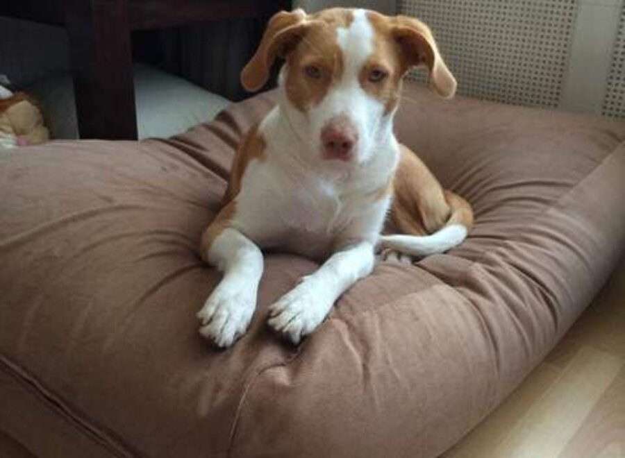 Dog bed manchester (corduroy) extra small