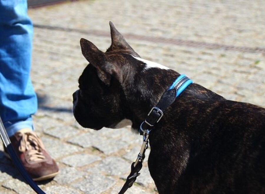 Handmade leather dog collar (soft / duo )