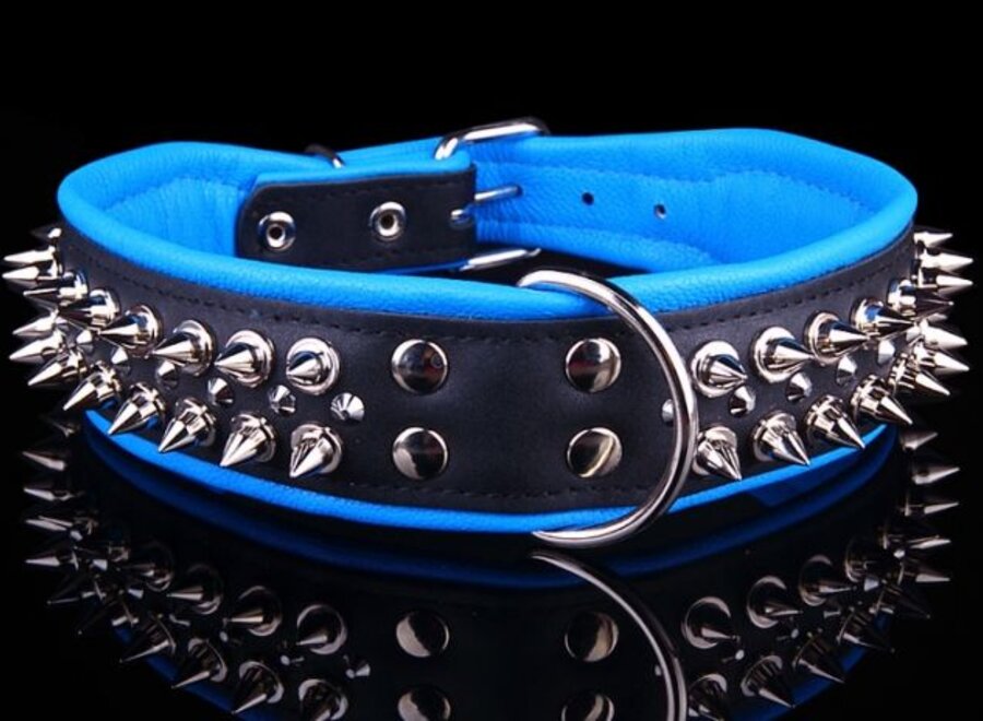 Leren halsband - met spikes - Zwart/Blauw - 51-60 cm x 50 mm