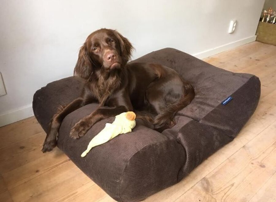 Dog bed chocolate brown corduroy extra small