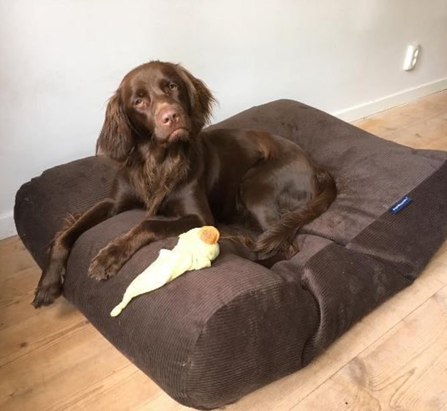Chocolate colored cheap dogs
