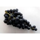 Raisin muscat d'hambourg