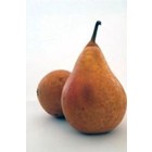Poire Durondeau