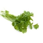 Coriandre (en botte)