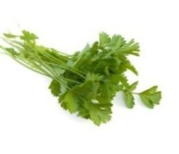 Coriandre (en botte)