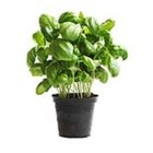 Basilic (en pot)
