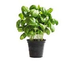 Basilic (en pot)