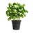 Basilic (en pot)