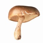 Shitake par 100 gr