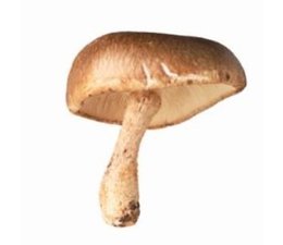 Shitake par 100 gr