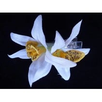 Haarbloem Orchidee Wit/Geel