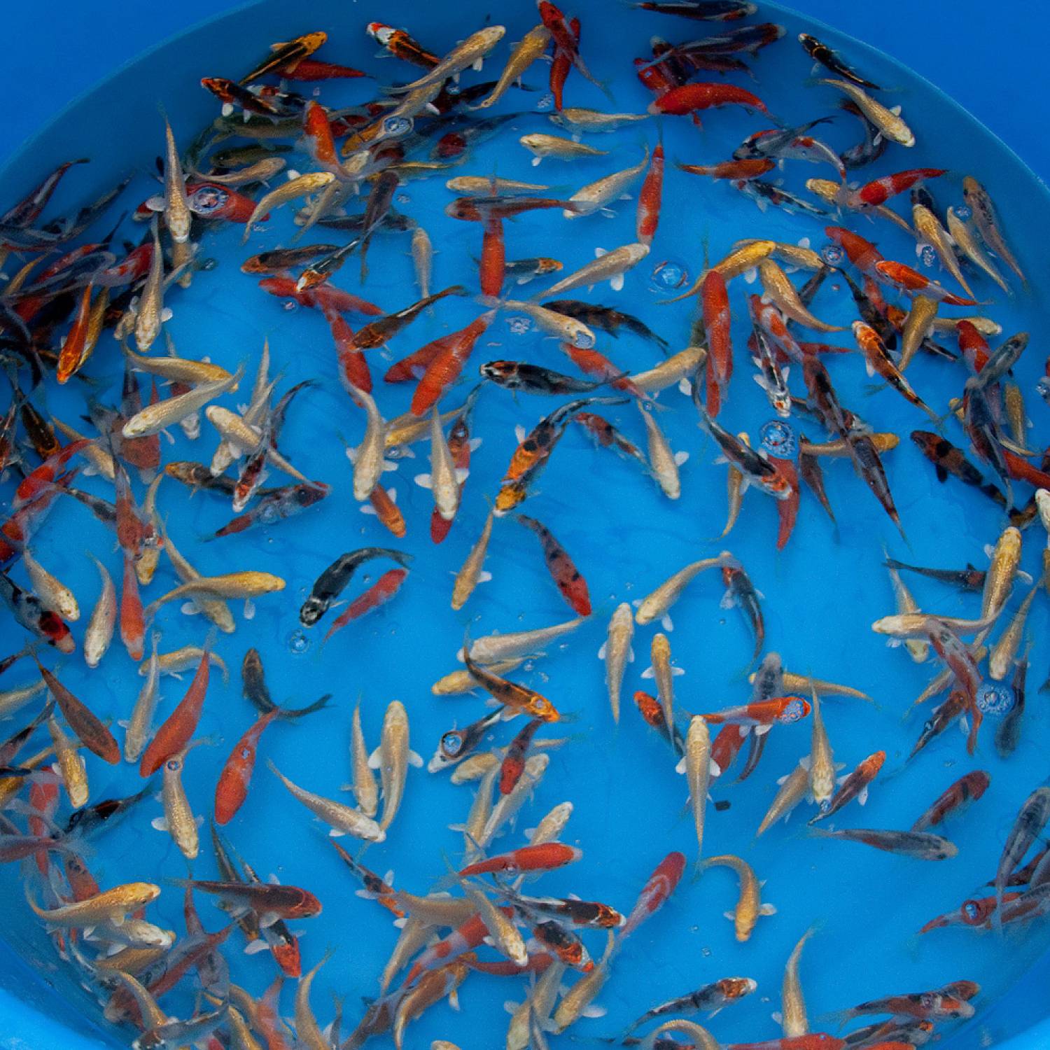 Buy baby koi fish top