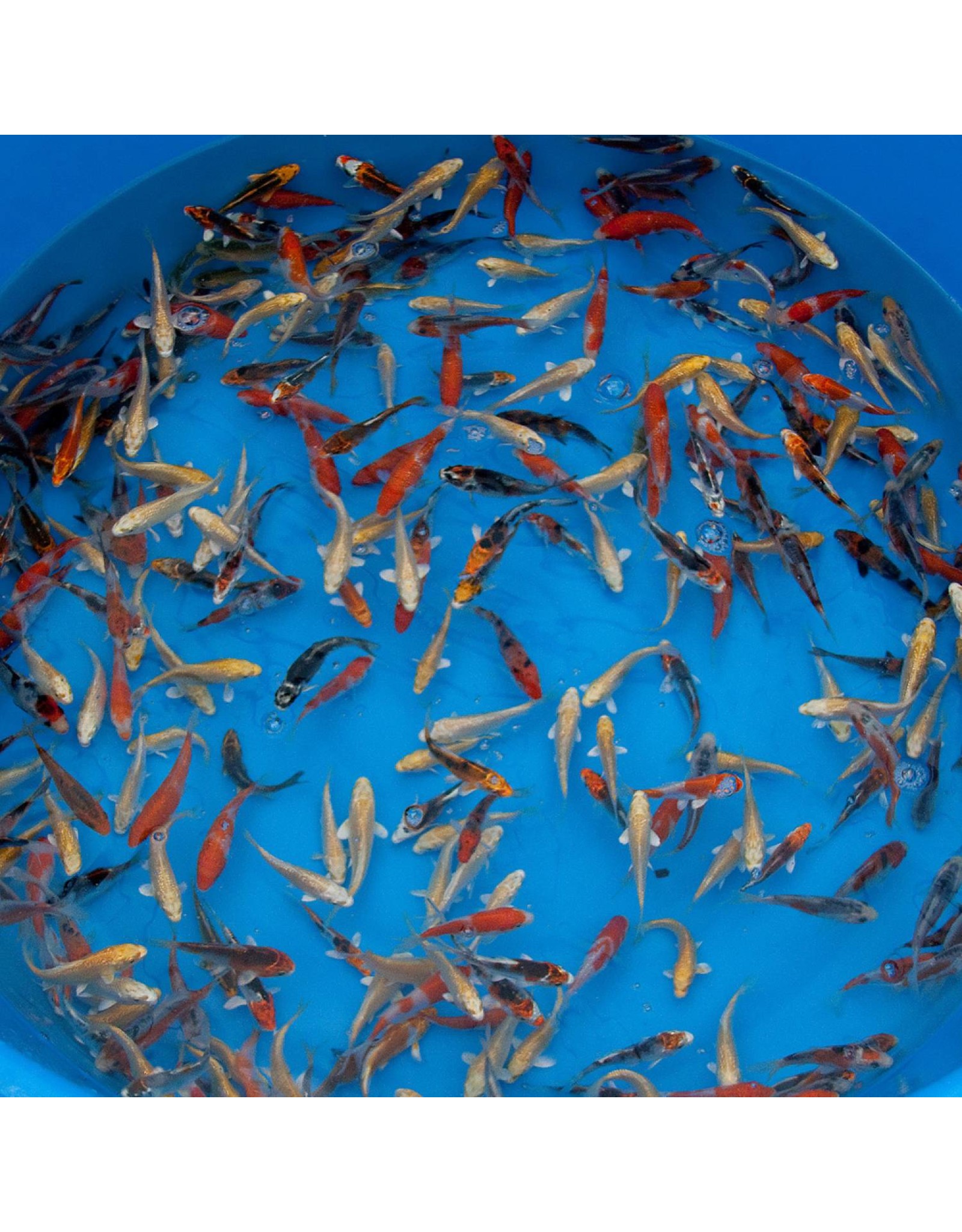 Babykoi/Koibroed/Tosai 10-12 cm Selectkoi - Uw online koi en vijverspecialist !