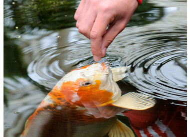 koi food