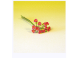 Euromini's EM5306 Bloemen Rood