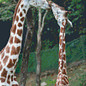 Pixel Hobby PixelHobby Giraffe - 8 Blatt