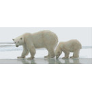 Pixel Hobby Pixelhobby ijsberen - 8 platen