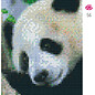 Pixel Hobby Pandabeer - 2 plaques