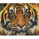 Pixel Hobby Pixelhobby Tijger 6 Basisplaten