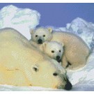 Pixel Hobby Pixelhobby 12 Basisplaten Ijsberen