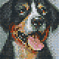 Pixel Hobby Pixelhobby 1 Basisplaat Zwitserse-Sennenhond