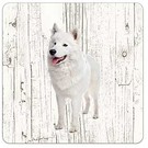 Creatief Art Hond Samojeet | Houten Onderzetters 6 Stuks