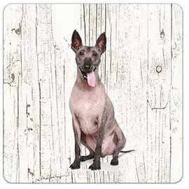 Creatief Art Hond Mexicaanse Naakthond | Houten Onderzetters 6 Stuks