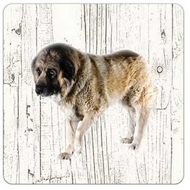 Creatief Art Hond Kaukasische Aucharka | Houten Onderzetters 6 Stuks