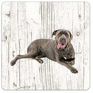 Creatief Art Hond Cane Corso | Houten Onderzetters 6 Stuks