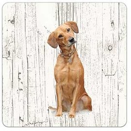 Creatief Art Hond labrador blond | Houten Onderzetters 6 Stuks