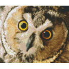 Pixel Hobby Pixelhobby 6 Basisplaten - Uil 01