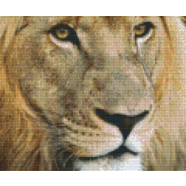 Pixel Hobby Pixelhobby 6 Basisplaten - Leeuw Afrika