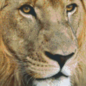 Pixel Hobby Pixelhobby 6 Basisplaten - Leeuw Afrika