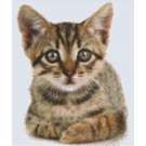 Pixel Hobby Pixelhobby 6 Basisplaten - Kitten 02