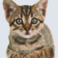 Pixel Hobby Pixelhobby 6 Basisplaten - Kitten 02