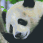 Pixel Hobby Pixelhobby 6 Grundplatten - Pandabär im Baum