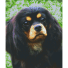 Pixel Hobby Pixelhobby 6 Basisplaten - Hond King Charles Zwart bruin