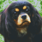 Pixel Hobby Pixelhobby 6 Grundplatten - Hund King Charles Schwarz Braun