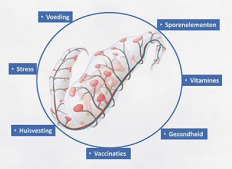 Cowprogramme: Kalveropfok begint al in de baarmoeder