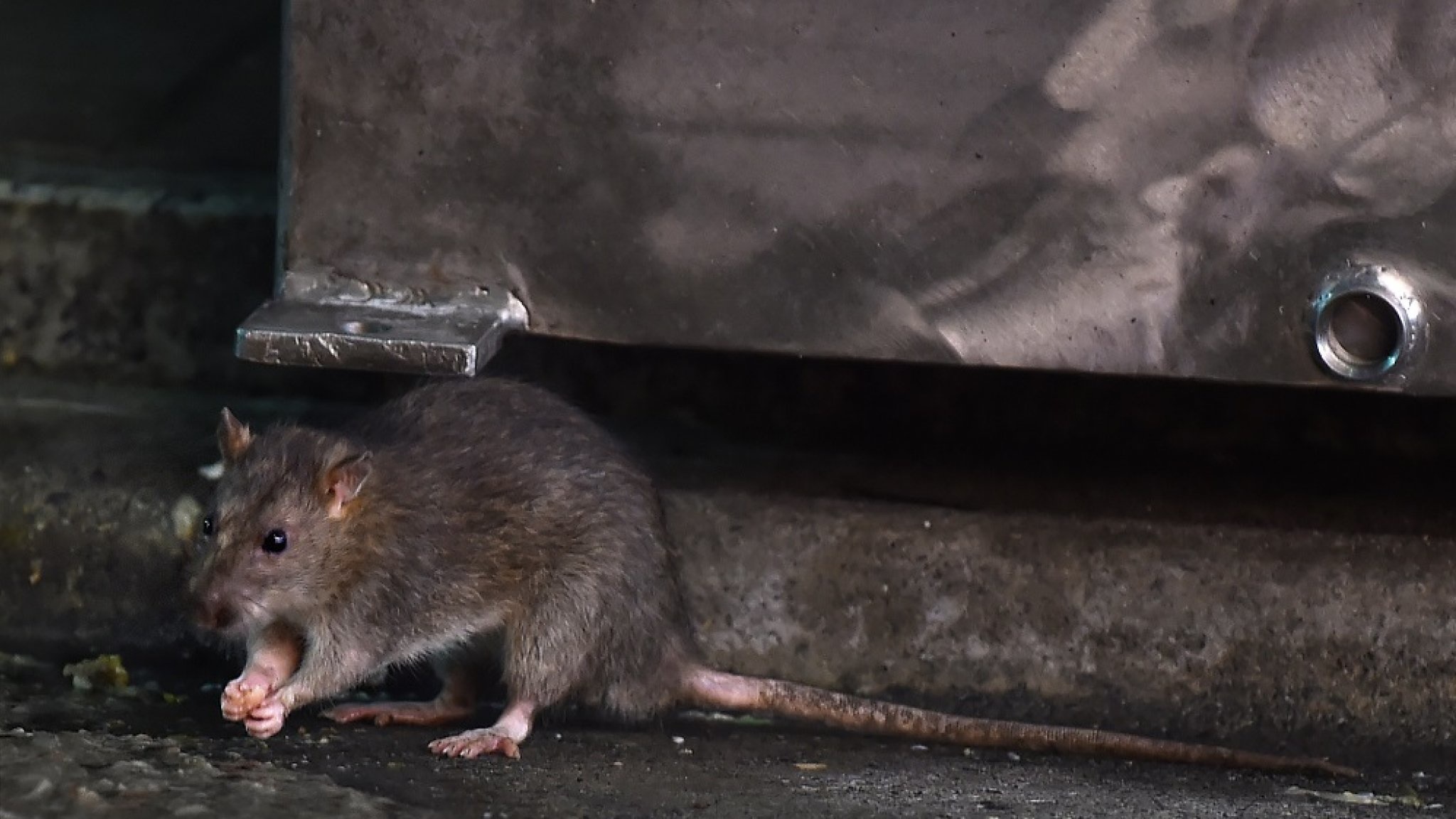 Licentie KBA knaagdierbestrijding (verlengen) GEANNULEERD!! Licentie KBA knaagdierbestrijding (verlengen) GEANNULEERD!!