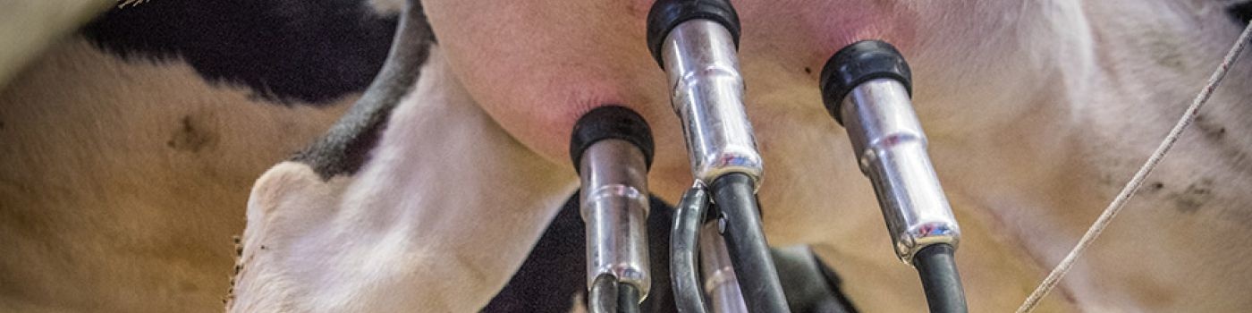 Wel of geen antibiotica bij het droogzetten van hoogproductieve koeien?