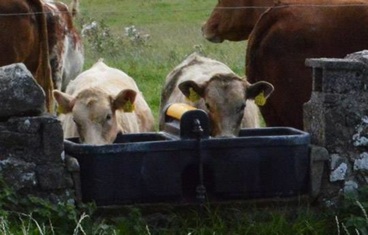 JFC Dubbele  "Fast Fill" drinkbak 136 L JFC Dubbele  "Fast Fill" drinkbak 136 L